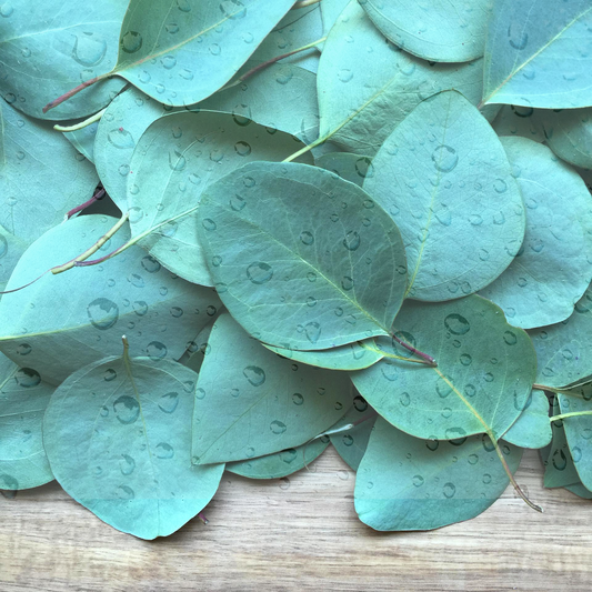 Geur ‘Eucalyptus, Mint & Regen’